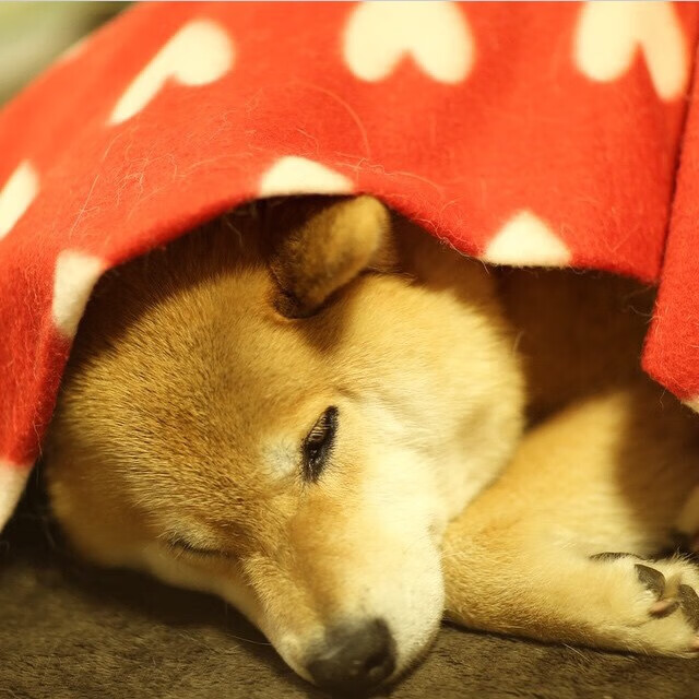 欧冠“黑金时代”:那些金光璀璨的夺冠季节,欧冠金靴百度百科