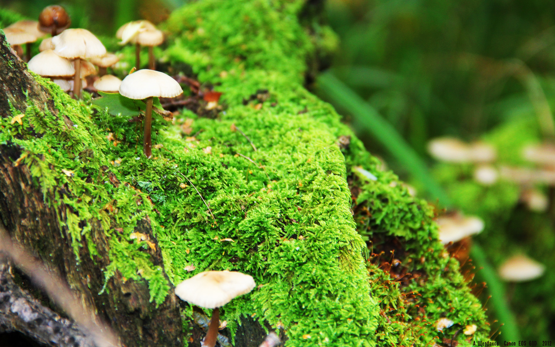 英格兰进攻效率居奥运第一,英格兰进攻防守