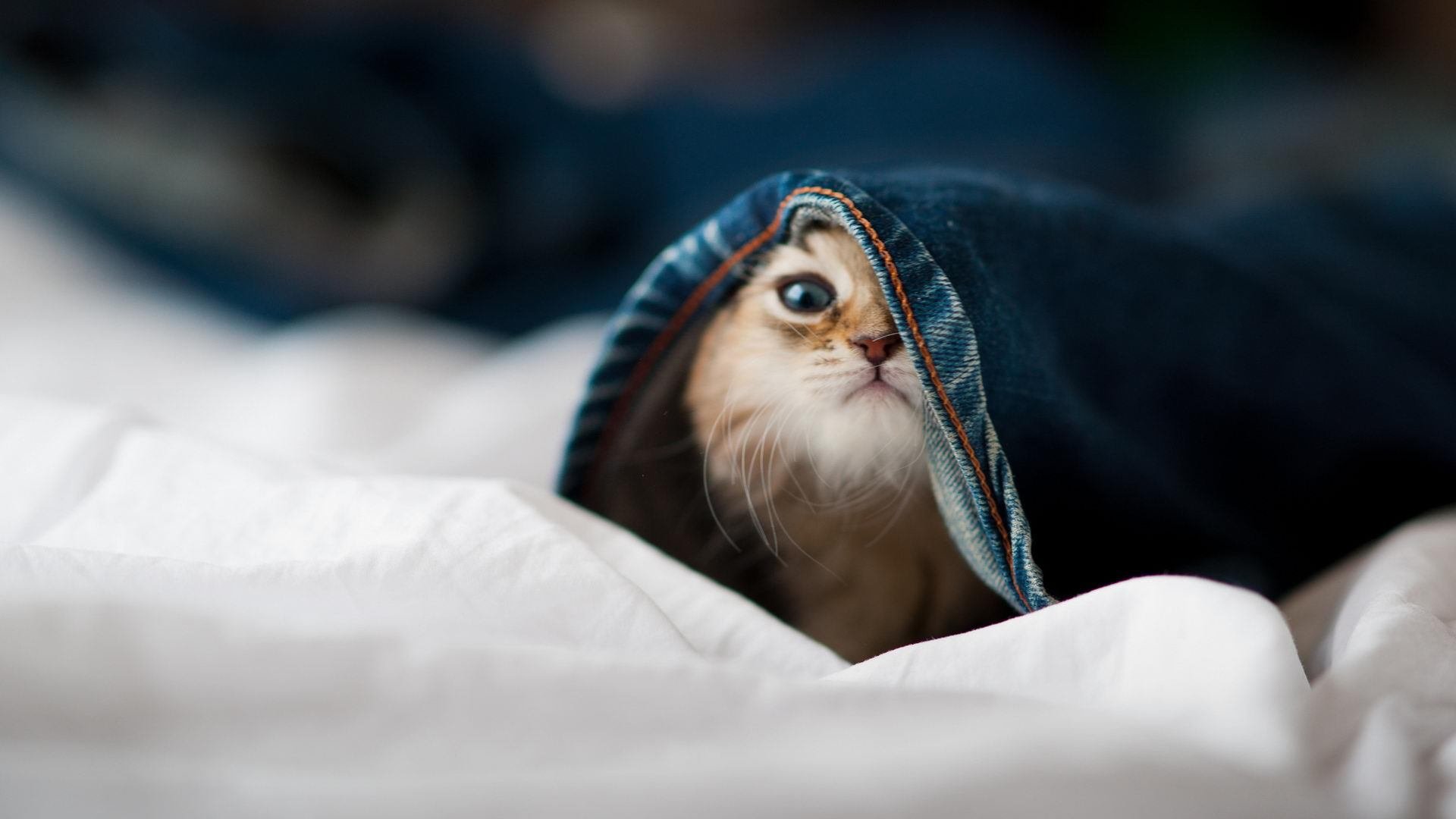 九游app下载中心-龙狮舞表演结合竞技，传统运动新创新