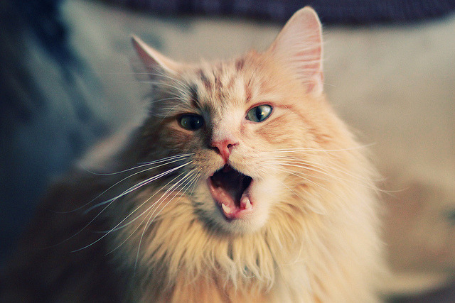 LCS吸引海外选手加盟，lcs官方