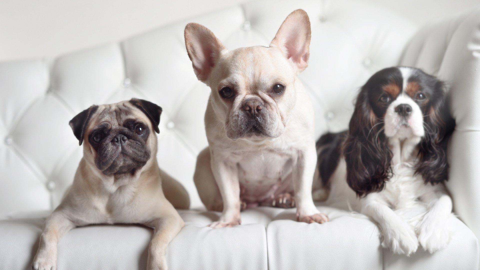 上海海港冲击中超冠军,新赛季中超上海海港队