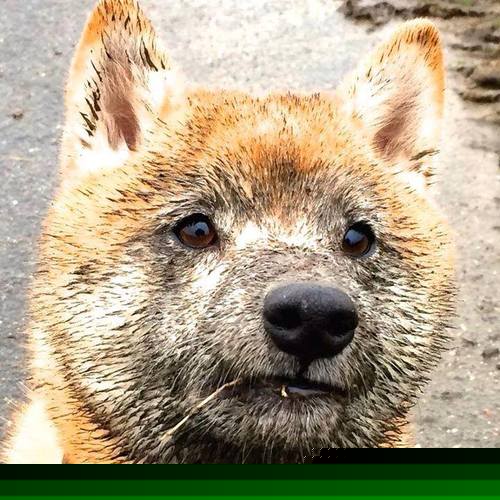 九游下载中心-《布克表现出色，带领球队拼搏至最后一刻》，布克打球集锦