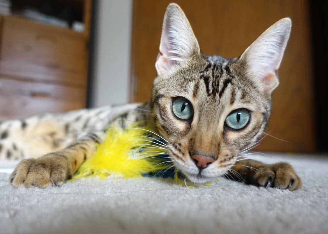 中超俱乐部社交平台互动频繁,中超球迷组织